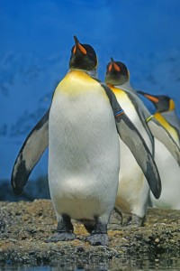 Pinguine: Zwischen ihnen und Menschen gibt es Parallelen (Foto: Marcel Langthim, pixabay.com)