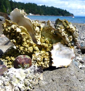 Austern: Schalen generieren seltene Erden (Foto: Brigitte Werner, pixabay.com) Austern: Schalen generieren seltene Erden (Foto: Brigitte Werner, pixabay.com)