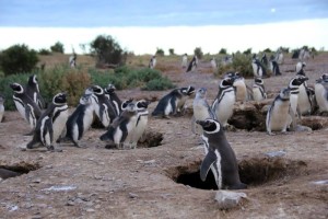 Magellanpinguine: PFAS bei mehr als 90 Prozent (Foto: Ralph Vanstreels, ucdavis.edu)