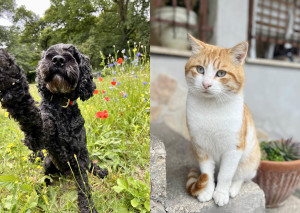 Hund und Katze: PetYu hilft gegen Allergien im Frühling (Foto: PetYu/bluefrog pharma GmbH)