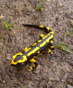 Salamander: Tier als Vorbild für die menschliche Regeneration (Foto: Stefan Hoffmann, pixabay.com)