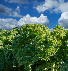 Grünkohl: Gemüse kann den Bergmann in Sachen Thallium unterstützen (Foto: G.C., pixabay.com)