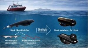 Ein Messerfisch (links) und der Robo-Nachbau (Illustration: Ze-Jun Liang et al., Ocean, 2026)