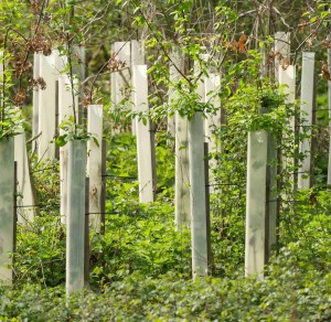 Aufforstung: Diese Maßnahme ist nicht überall nützlich (Foto: Monika, pixabay.com)