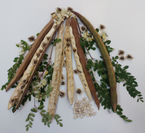 Extrakt aus diesem Samen bekämpft Mikroplastik (Foto: Adriano Gonçalves dos Reis, unesp.br)