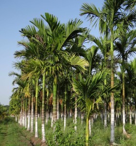 Palmölplantage: Mikroben ersetzen den hier gewonnenen Grundstoff (Foto: Bishnu Sarangi, pixabay.com)
