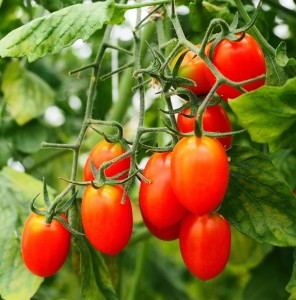 Tomaten: Bodenpilz lässt das Gemüse stärker wachsen (Foto: Wrapon Panaputikul, pixabay.com)