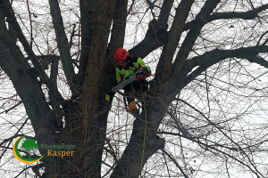 Zertifizierte Baumgutachter schaffen Klarheit (Foto: Baumpflege Kasper GmbH)