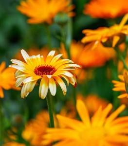 Ringelbumen: In ihnen stecken viele wertvolle Proteine (Foto: Willfried Wende, pixabay.com)