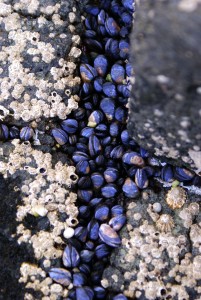 Muschelkleber: Dieser hält auch im Wasser (Foto: Sam Vincent Schweiger, pixabay.com)