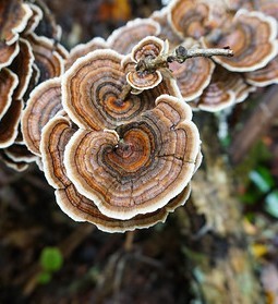 Trametes versicolor: Dieser Pilz verwertet sogar schadstoffbelastetes Holz (Foto: bath.ac.uk)