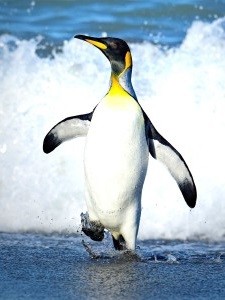 Pinguin: Temperaturregelung nach dem Vorbild der Natur realisiert (Foto: John Haley, pixabay.com)