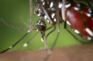 Moskito: Chikungunya-Virus hat neuen Wirt gefunden (Foto: pixabay.com, FotoshopTofs)