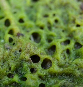 Mikroalgen: Ferngesteuert sollen sie Tumore  bekämpfen (Bild: macro_aparatka, pixabay.com)