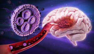 Glioblastom: Nanopartikel gelangen direkt in das Gehirn (Foto: Parinaz Ghanbari)