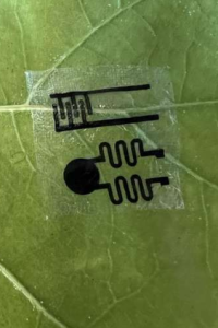 Blattsensor: Dieser überwacht die Gesundheit von Pflanzen (Foto: Nafize Hossain, tufts.edu)