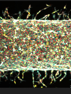 Künstliche Ader in der Entstehung: MIT-Forscher erzielen einen Durchbruch (Foto: mit.edu)