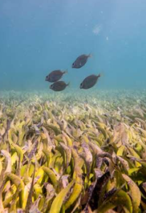 Papageienfische über einer Seegraswiese: bessere Nährstoffversorgung (Foto: Benjamin Jones)