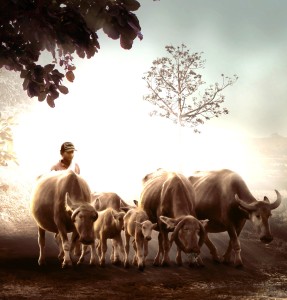 Viehzucht: Bei der Entwicklungshilfe läuft in Afrika vieles falsch (Bild: Herriest, pixabay.com)