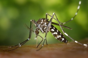 Moskito: Insekten reagieren rasch auf Chemikalien (Foto: pixabay.com, Wikilmages)