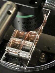 Unter dem Mikroskop: Neuer Sensor reinigt sich erfolgreich selbst (Foto: Aditya Garg)