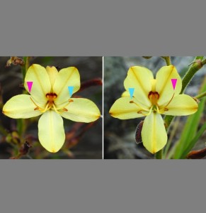 Anordnung der Blütenorgane bei Wachendorfia thyrsiflora (Foto: AG Genetik, uni-potsdam.de)