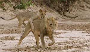 Die letzten Wüstenlöwen kämpfen in Namibia ums Überleben (Foto: Matto Barfuss)