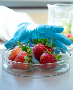 Erdbeeren: Schützende Beschichtung ist unsichtbar (Foto: Clare Kiernan, ubc.ca)