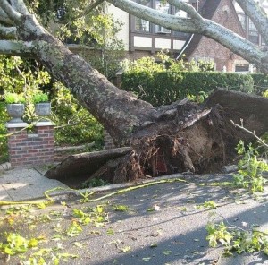 Umgestürzter Baum: Umwetter richten oft schwere Schäden an (Foto: PublicDomainPictures, pixabay.com)