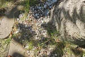 Bodenverdichtung am Baumstamm durch Schotter und Versiegelung (Foto: Pawel Kowalczyk)