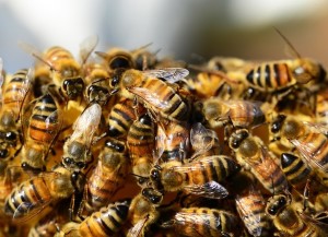 Bienenschwarm: Blaupause für Drohnen und deren interne Abstimmung (Foto: PollyDot, pixabay.com)