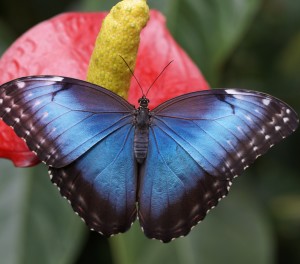 Schnetterling: Vorbild für die Kosmetikindustrie (Foto: M_W, pixabay.com)