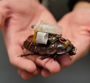 Cyborg-Kakerlake: dank modernster Technik ein Ersthelfer (Foto: uq.edu.au)