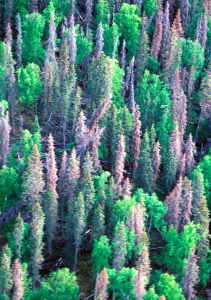 Vom Borkenkäfer befallener Wald: Satelliten erkennen das frühzeitig (Foto: William Ciesla, usda.gov)