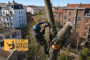 Sichere Baumfällung mit Seilklettertechnik zwischen Gebäuden (Foto: Karl Sausen)