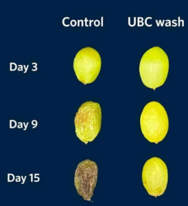 Behandelte Zitronen verändern sich kaum (Foto: Tianxi Yang, ubc.ca)
