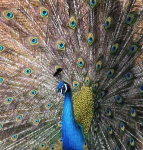 Pfau: leuchtend bunt ganz ohne Farbpigmente (Foto: pixabay.com)