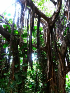 Urwald: wird für den Klimaschutz geopfert (Foto: Hans, pixabay.com)