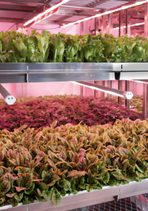Vertikaler und automatisierter Anbau von Salat und Gemüse (Foto: coop.no, avisomo.com)