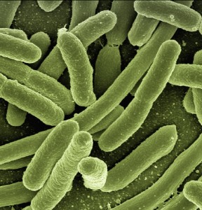 E. coli: Mikroorganismus wird zur Waffe gegen Krebs (Bild: Gerd Altmann, pixabay.com)
