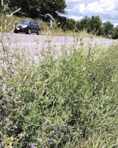 Straßenrand: laut Biologen viel zu schade zum Mähen (Foto: uottawa.ca)
