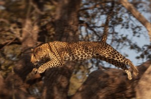 Leopards are powerful Cats (© Matto Barfuss)