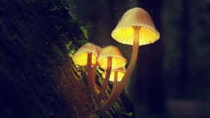 Magic Mushrooms: Psilocybin hilft bei Depressionen (Foto: pixabay.com, Mohammad Mahir Borhan)