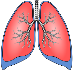 Lunge: Gefahr durch Krebs könnte geringer werden (Bild: OpenClipart-Vectors, pixabay.com)
