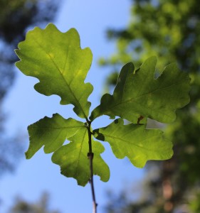 Blatt: Zustand kann Waldbrandgefahr signalisieren (Foto: Sabrina, pixabay.com)