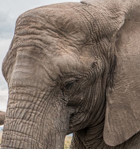 Elefant: Säugetiere erhalten die Savannen langfristig (Foto: Steve Buisinne, pixabay.com)
