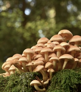Pilze: Peptide können Salz teilweise ersetzen (Foto: Jürgen, pixabay.com)