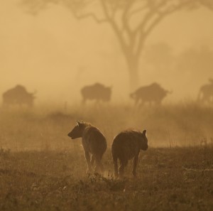 Hyänen in Serengeti: Tiere reagieren flexibel auf Klimawandel (Foto: Sonja Metzger, izw-berlin.de)
