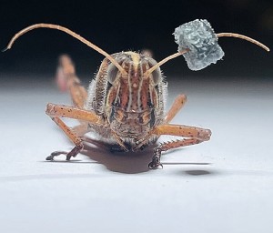 "Getunte" Heuschrecke: erkennt Verbindungen noch besser (Foto: Barani Raman, engineering.washu.edu)