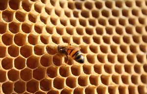 Bienenwaben: Forschung lernt von der Natur (Foto: pixabay.com, Archimar)